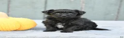 Pomapoo dogs for sale: Julie  - Ad 1