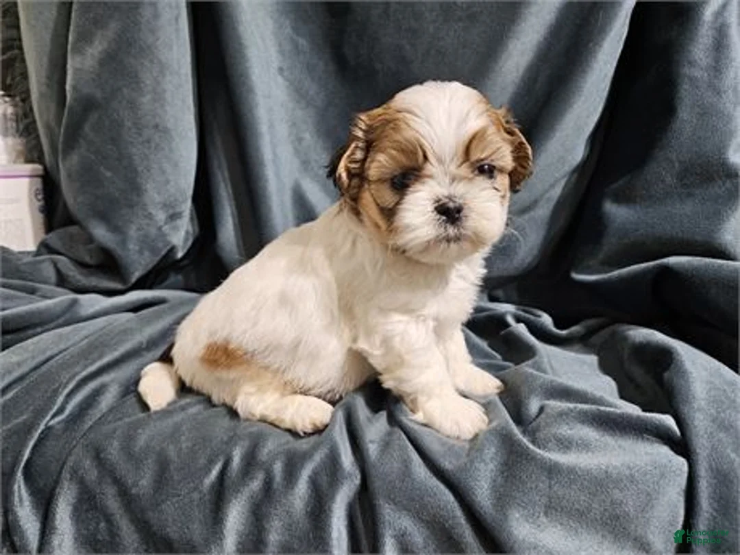 Shih Tzu dogs for sale: Shih Tzu Puppy 1 - Ad 2