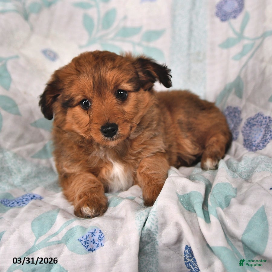 Mini Aussiedoodle dogs Molly - Ad 1