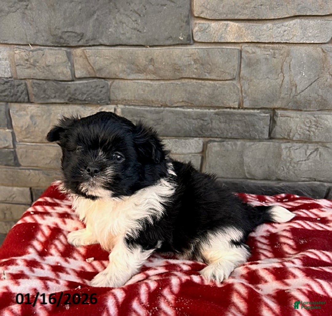 Mixed Breed dogs for sale: Tux - Ad 3