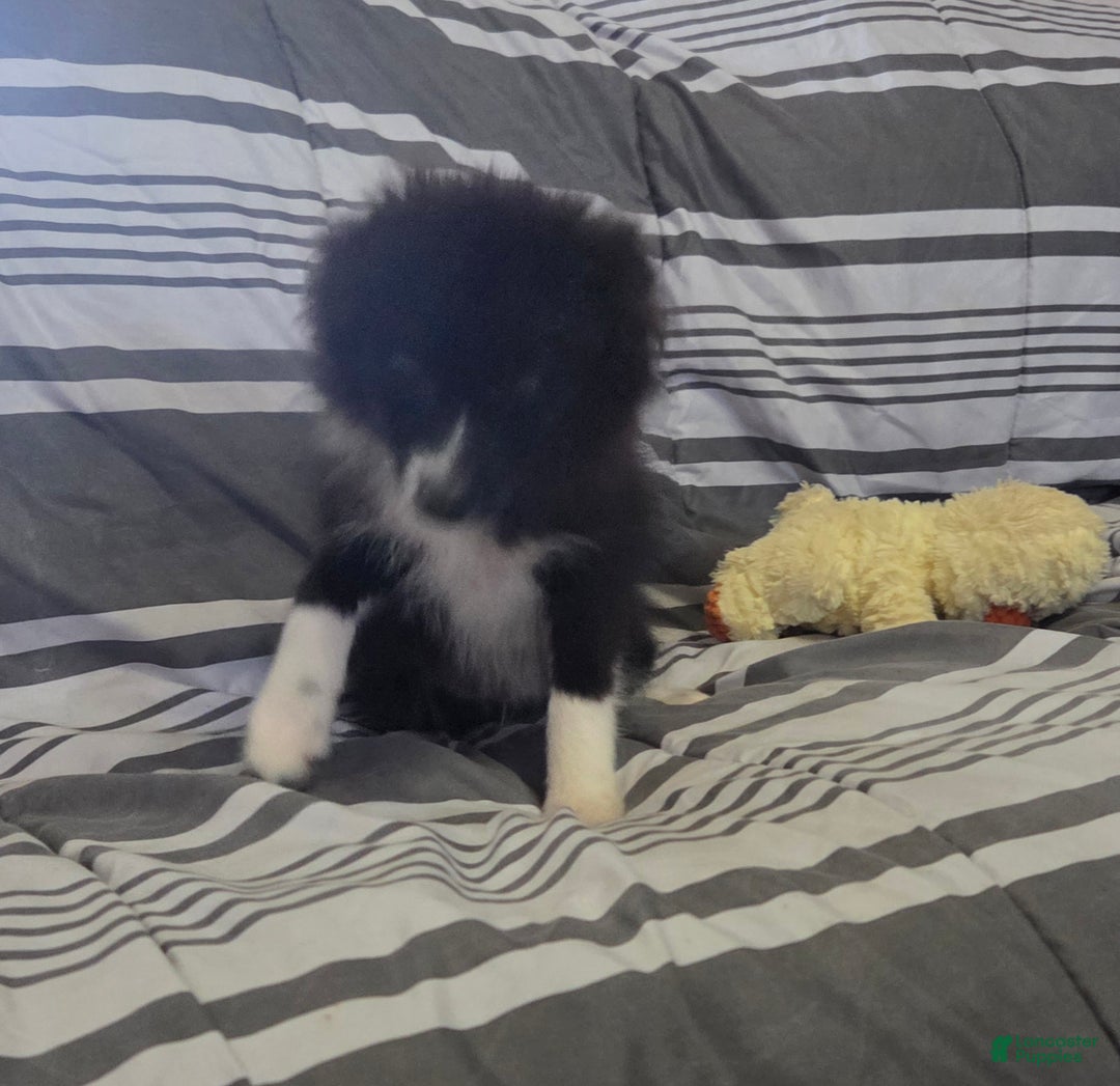 Pomeranian dogs for sale: Nomad - Ad 3