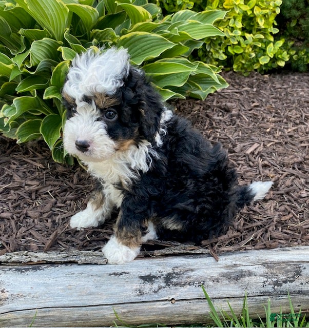 Mini Bernedoodle dogs Wesley- smallest in litter - Ad 2