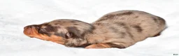 Miniature Dachshund dogs for sale: Holly - Ad 12