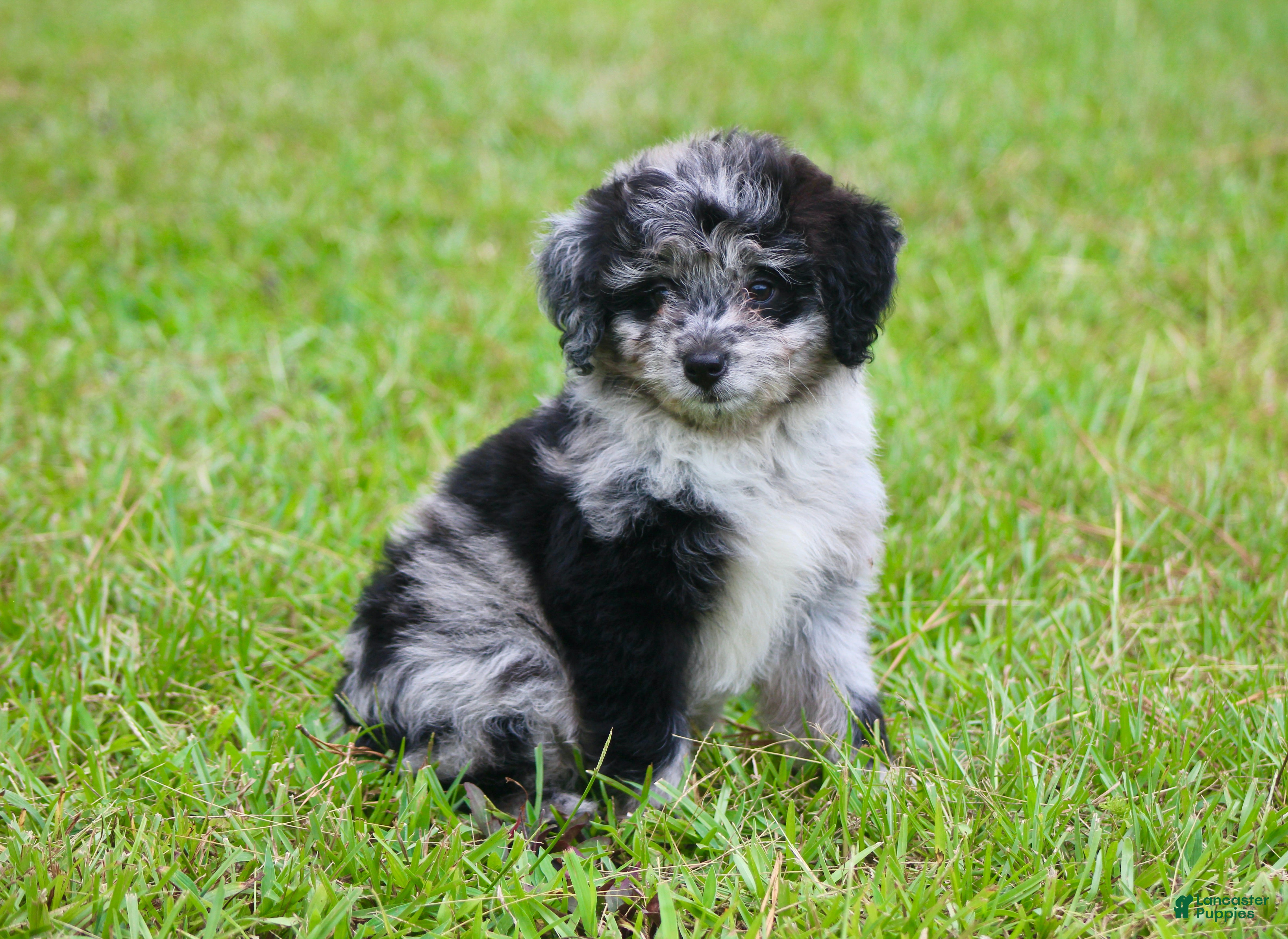 Aussiedoodle dogs Chrissy - Ad 2