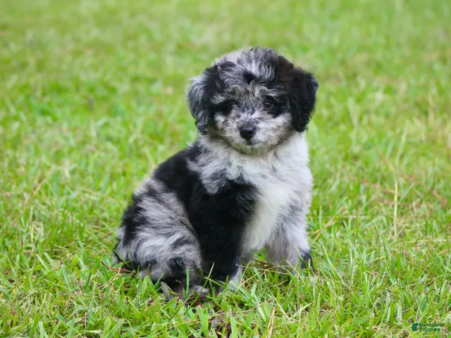 Aussiedoodle dogs for sale: Chrissy - Ad 2