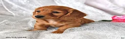 Miniature Dachshund dogs for sale: Peter - Ad 4