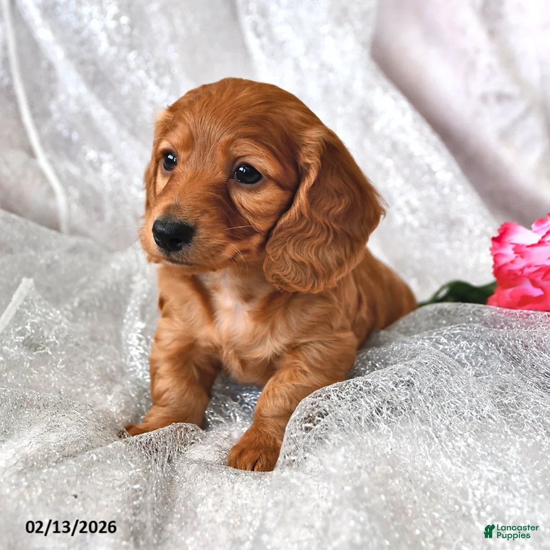 Miniature Dachshund dogs for sale: Peter - Ad 4
