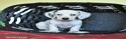 Miniature Dachshund dogs for sale: Kathleen - Ad 4