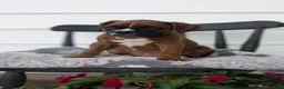 Boxer dogs for sale: Kip - Ad 10