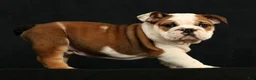 English Bulldog dogs for sale: Ollie - Ad 7