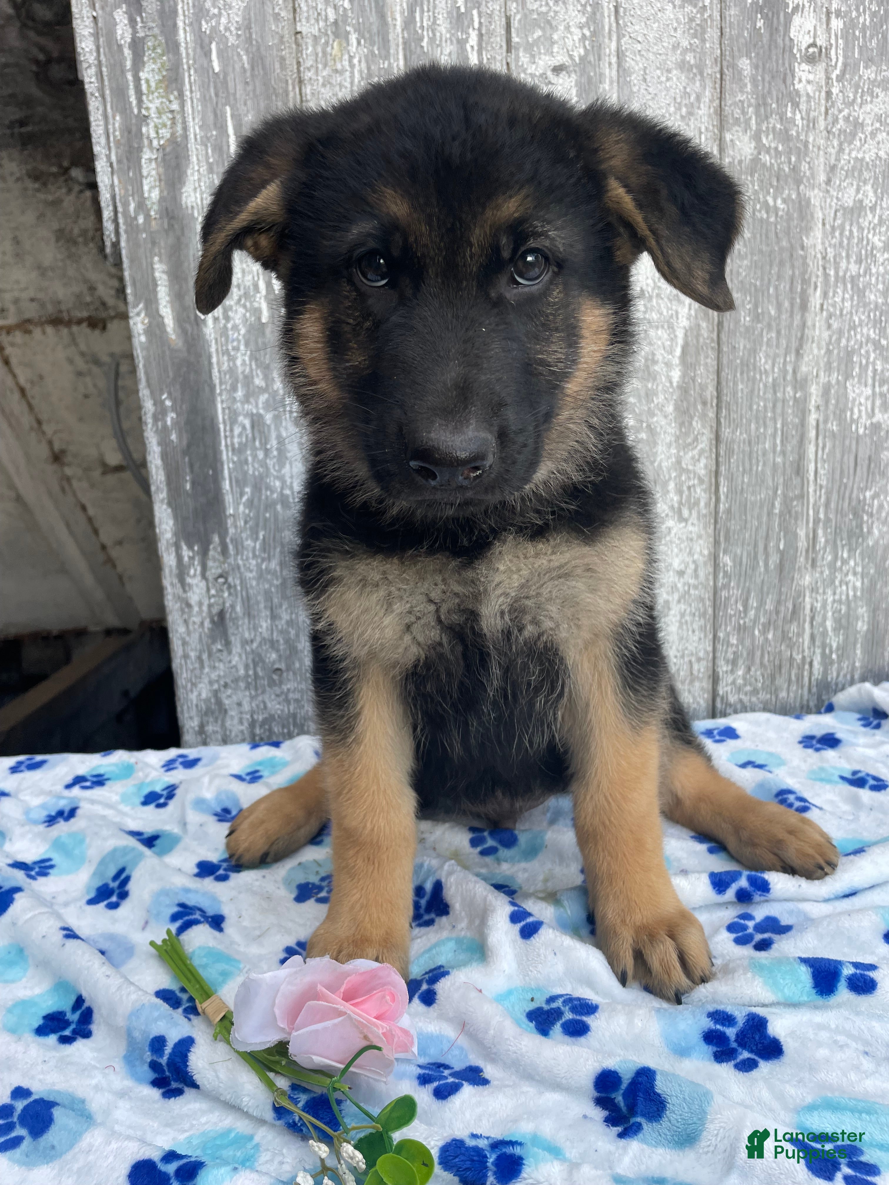 German Shepherd dogs Kaiser - Ad 42