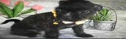Mixed Breed dogs for sale: Mixed Breed 1 - Ad 4