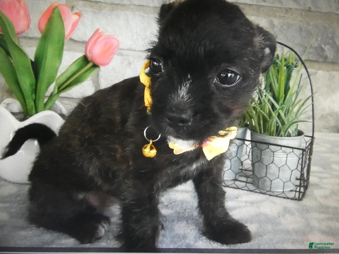 Mixed Breed dogs for sale: Mixed Breed 1 - Ad 4