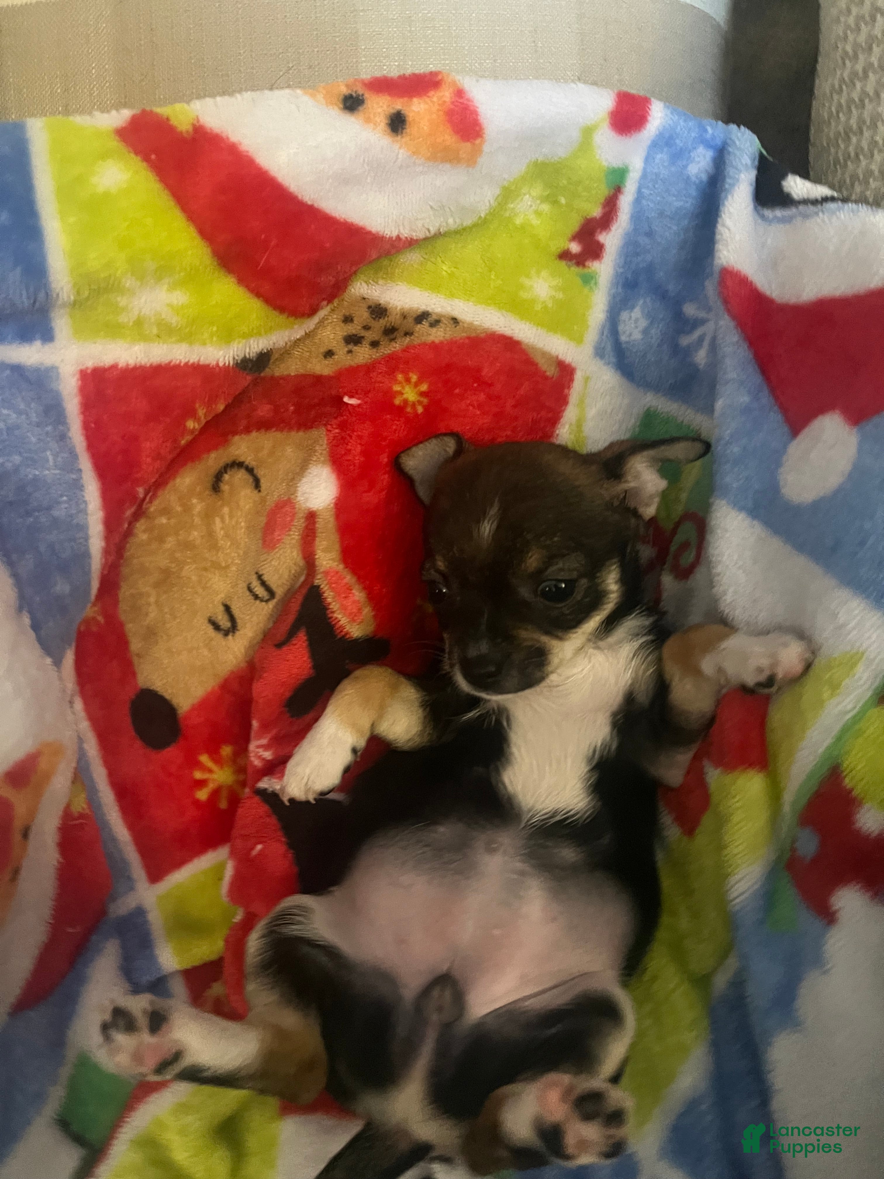 Chihuahua dogs Chihuahua Puppy 1 - Ad 5