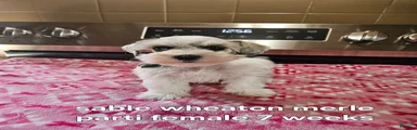 Sable wheaton merle parti female blue ready to go now!