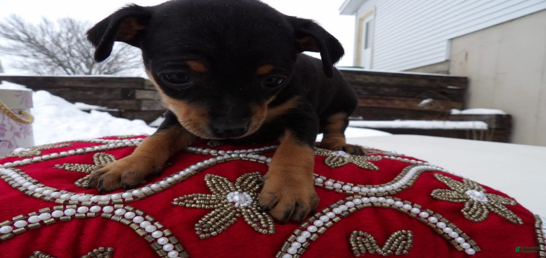 Gallery Image {{count}}