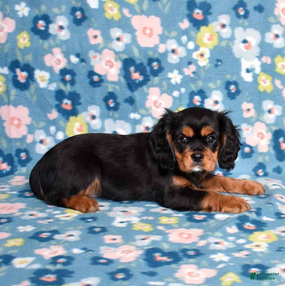 Cavalier King Charles Spaniel dogs for sale: Rudy | Genetically Screened  - Ad 4