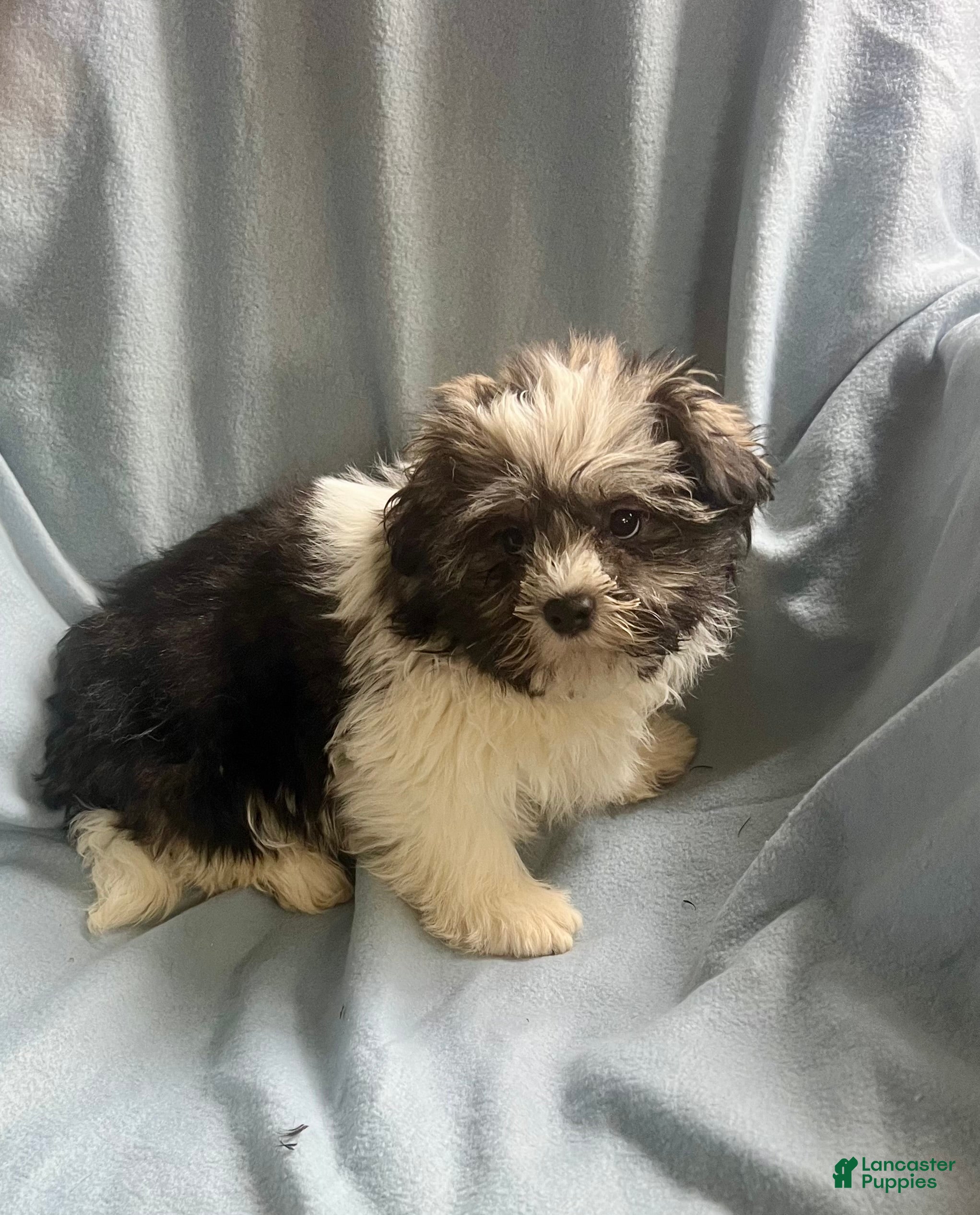 Shih Tzu dogs Teddy-Boy - Ad 27