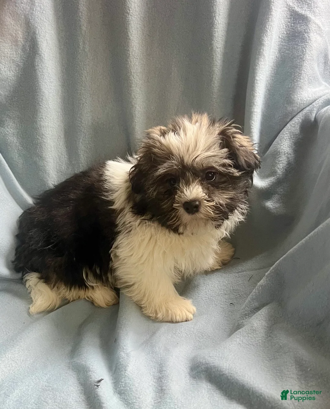 Shih Tzu dogs for sale: Teddy-Boy - Ad 1