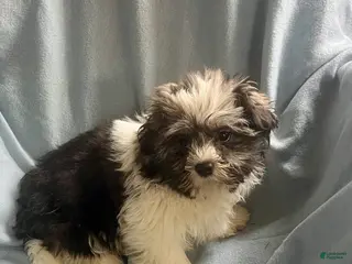 Shih Tzu dogs Teddy-Boy - Ad 28