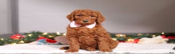 Standard Poodle dogs for sale: Lily - Ad 2