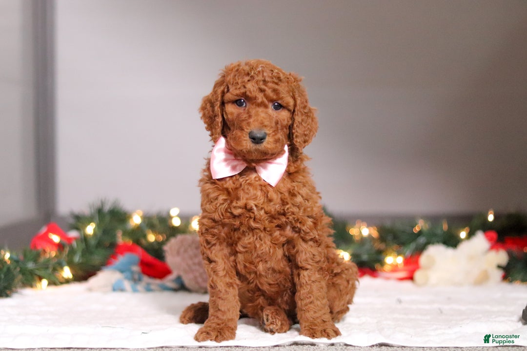 Standard Poodle dogs for sale: Lily - Ad 2