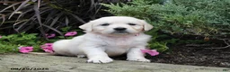 Golden Retriever dogs for sale: Daisy - Ad 1