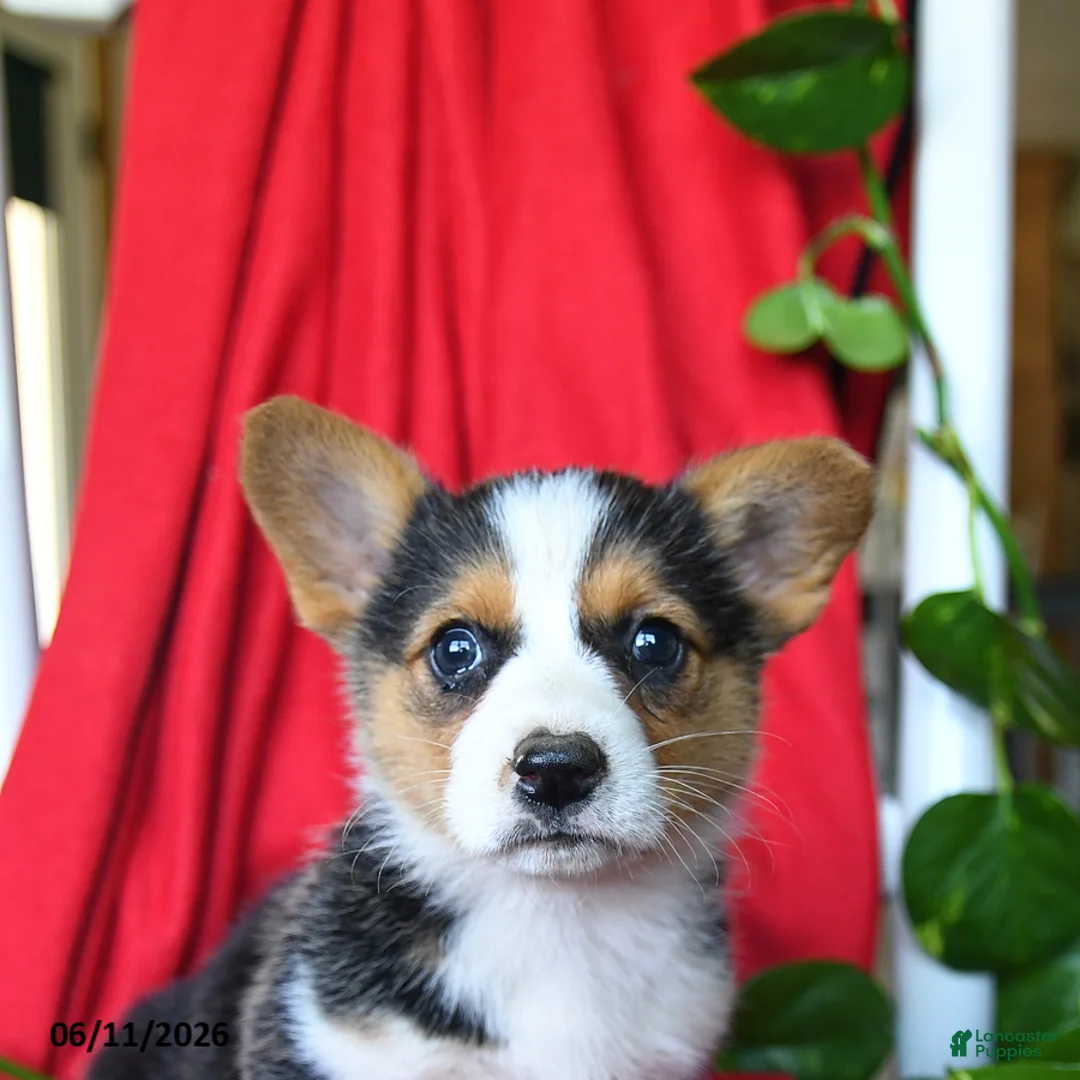 Welsh Corgi Pembroke dogs for sale: Cluster - Ad 5
