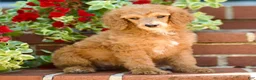 Standard Poodle dogs for sale: Mary - Ad 3