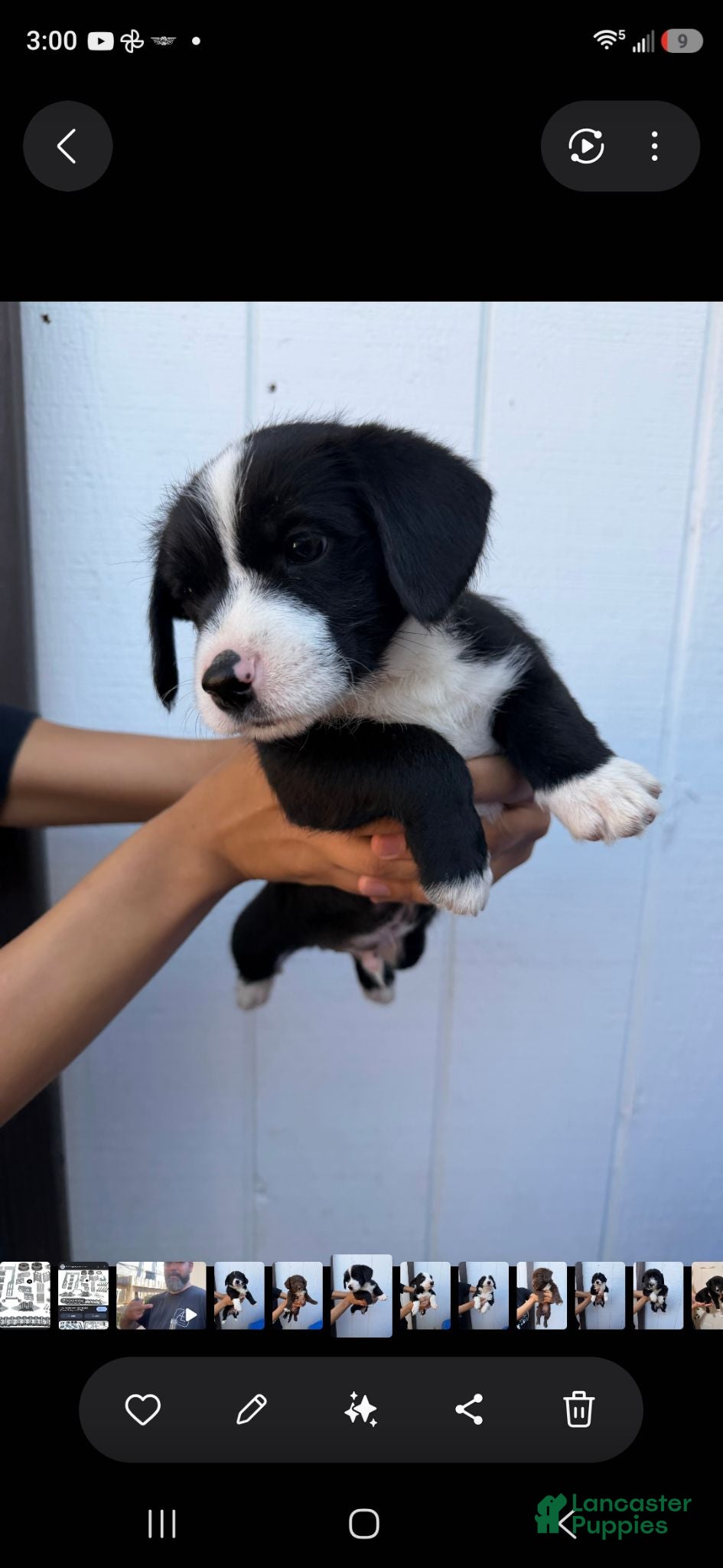 Mixed Breed dogs Mixed Breed 5 - Ad 19