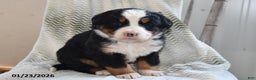 Bernese Mountain Dog dogs for sale: Emmy - Ad 3
