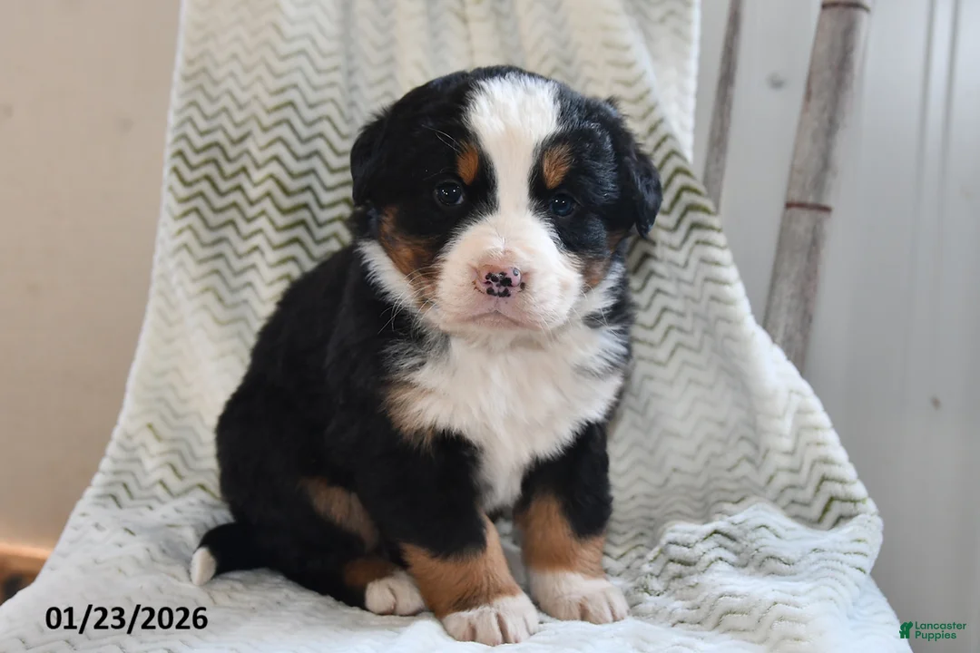 Bernese Mountain Dog dogs for sale: Emmy - Ad 3