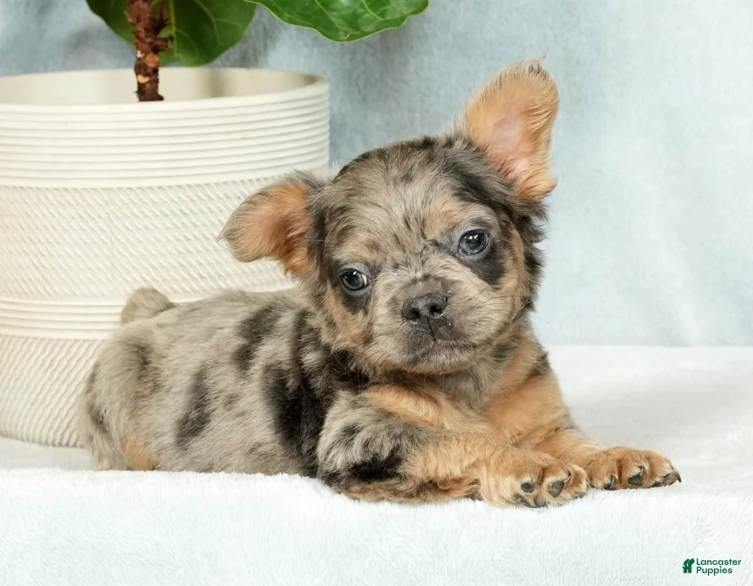 French Bulldog dogs for sale: Abel - Ad 8