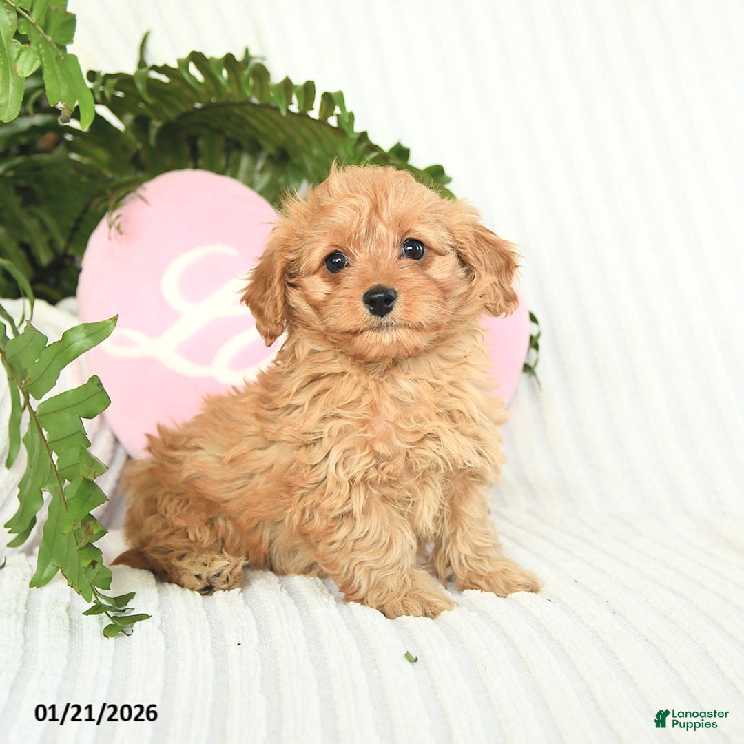Mixed Breed dogs for sale: Candy - Ad 2