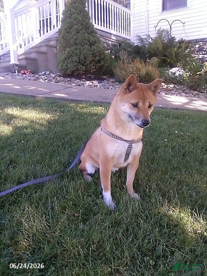 Shiba Inu dogs Jessica - Ad 1