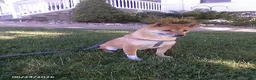 Shiba Inu dogs for sale: Jessica - Ad 1