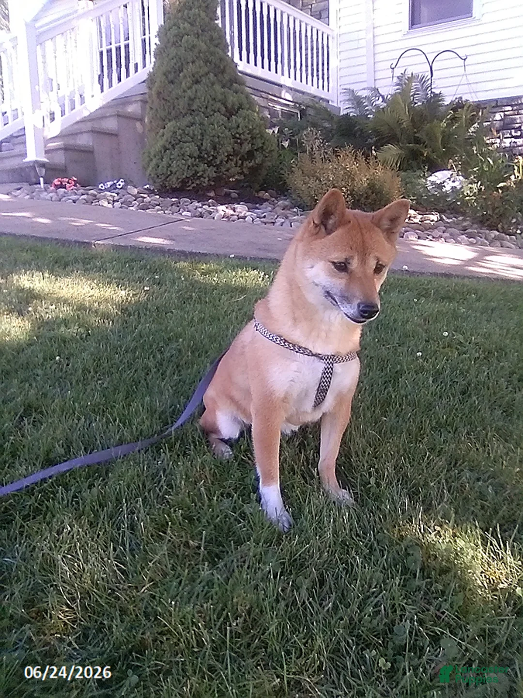 Shiba Inu dogs for sale: Jessica - Ad 1