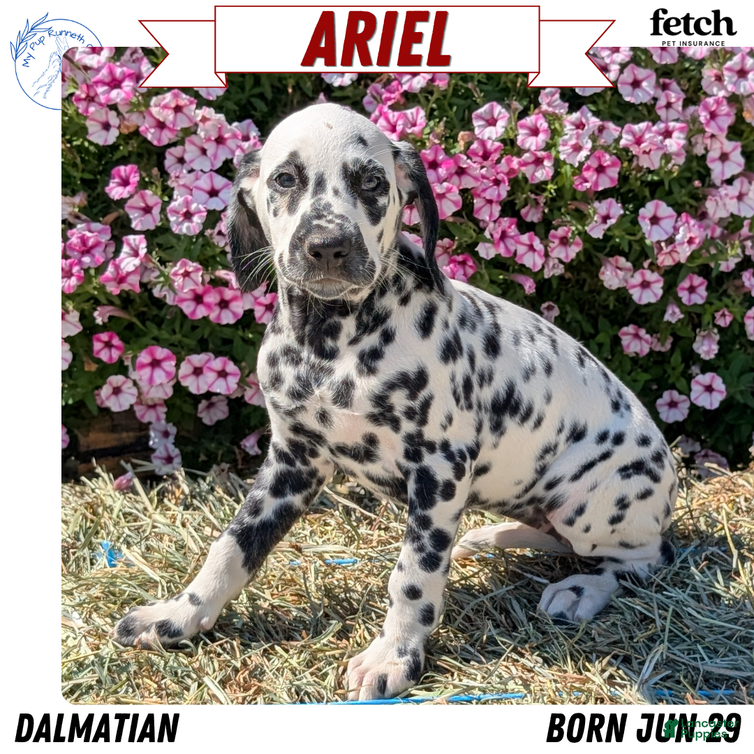 Dalmatian dogs Ariel - Ad 1