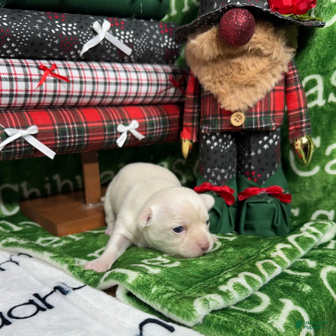 Chihuahua dogs for sale: Nova Short Coat - Ad 5