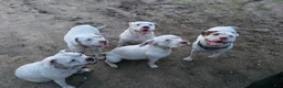 American Bulldog dogs for sale: American Bulldog 6 - Ad 11