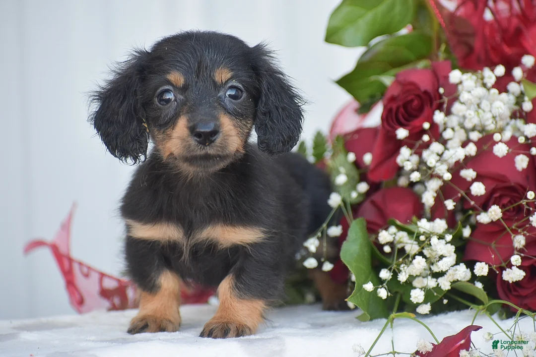 Miniature Dachshund dogs for sale: Abigail - Ad 1