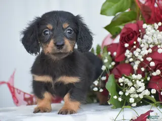 Miniature Dachshund dogs Abigail - Ad 22