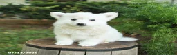 American Eskimo dogs for sale: Frisky - Ad 3