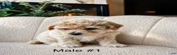 Bichpoo dogs for sale: Bichpoo 1 - Ad 12