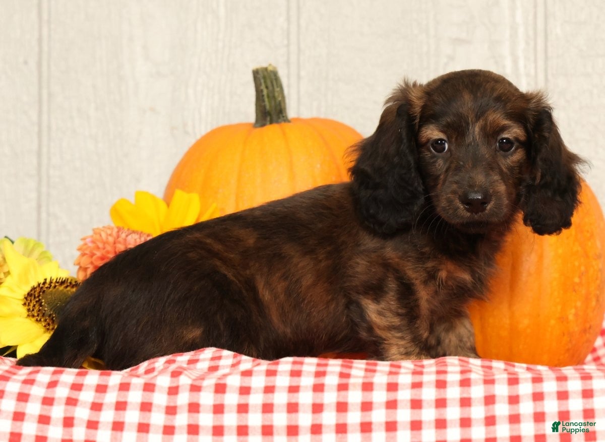 Miniature Dachshund dogs Oscar - Ad 1