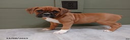 Boxer dogs for sale: Kelly - Ad 1