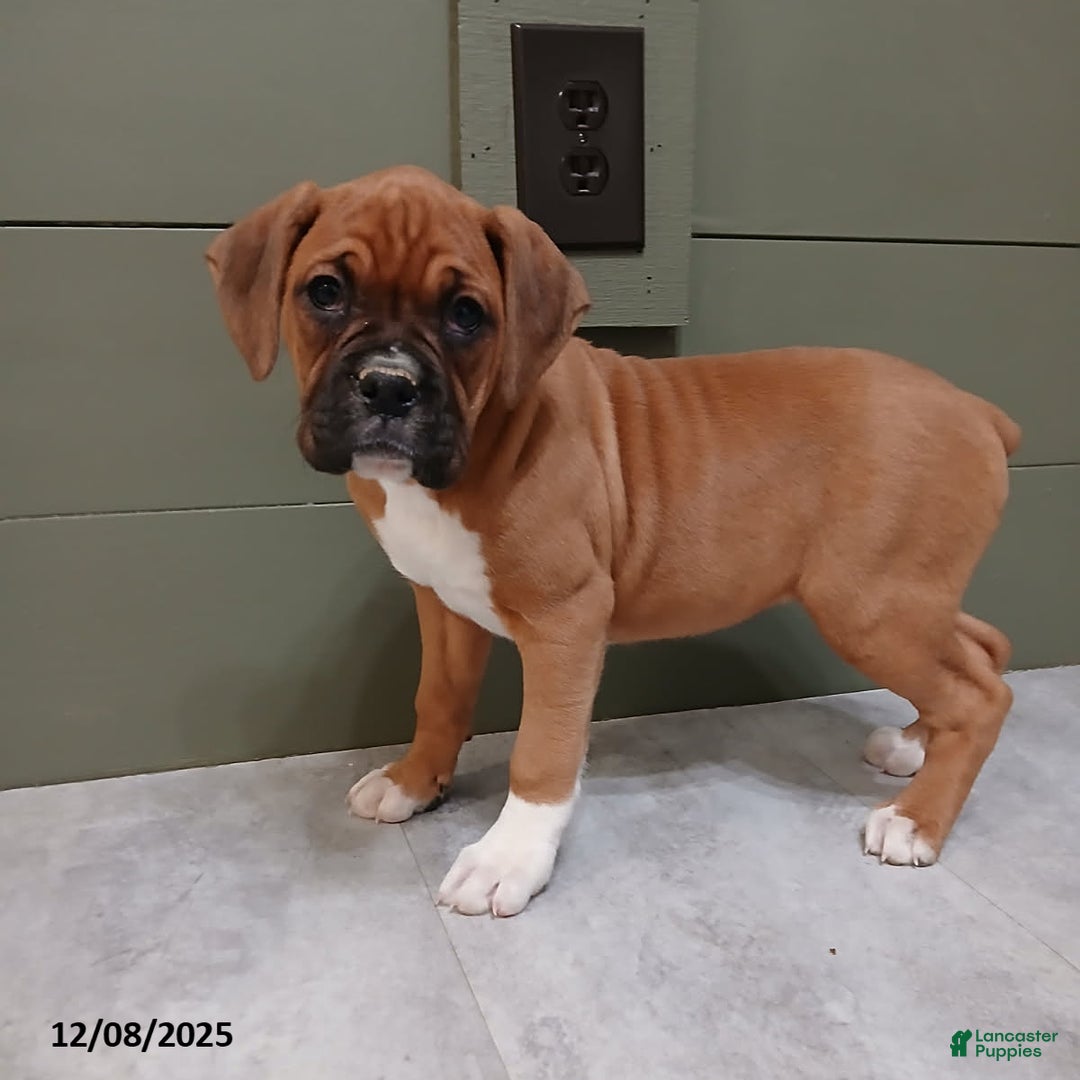 Boxer dogs for sale: Kelly - Ad 1