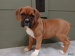 Boxer dogs Kelly - Ad 37