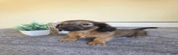 Miniature Dachshund dogs for sale: Nutmeg- AKC - Ad 4