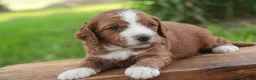 Cavapoo dogs for sale: Blaise Cavapoo  - Ad 24